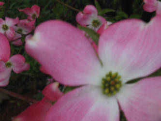 Dogwood Standout