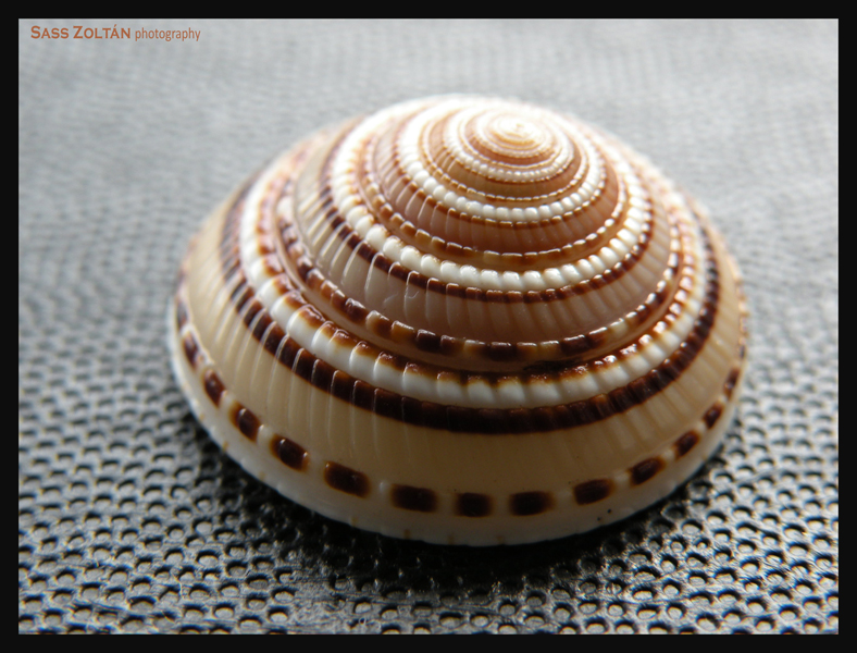 Shell