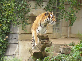 Tiger on tree