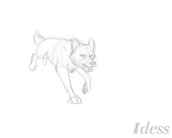 Wolf test Animation