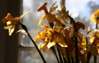 Dying Daffodils