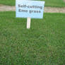 Emo grass