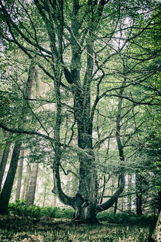Forest Note