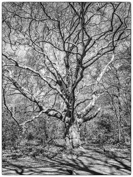 Forest Net