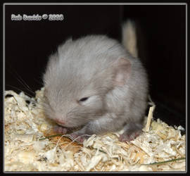 5 day's old Chinchilla's - 7