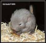 5 day's old Chinchilla's - 7 by Mellon-001