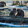 Barbary Macaque 10