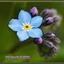 Forget Me Not 2