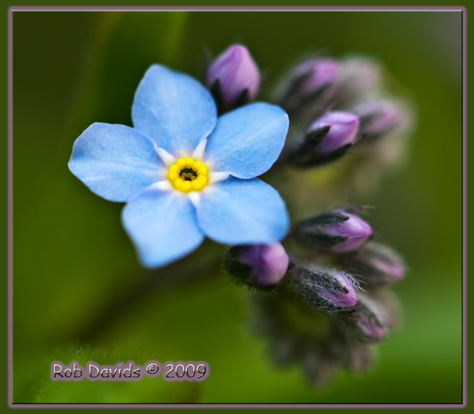 Forget Me Not 2