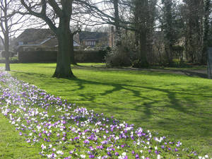 Crocus Path