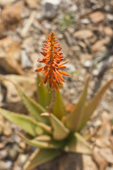 Conejo Valley Botanic Garden 4