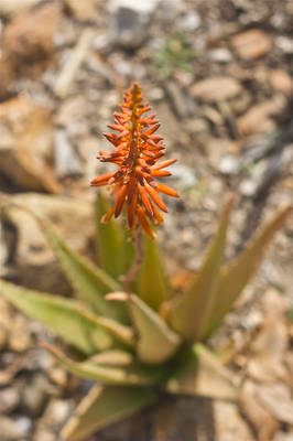 Conejo Valley Botanic Garden 4