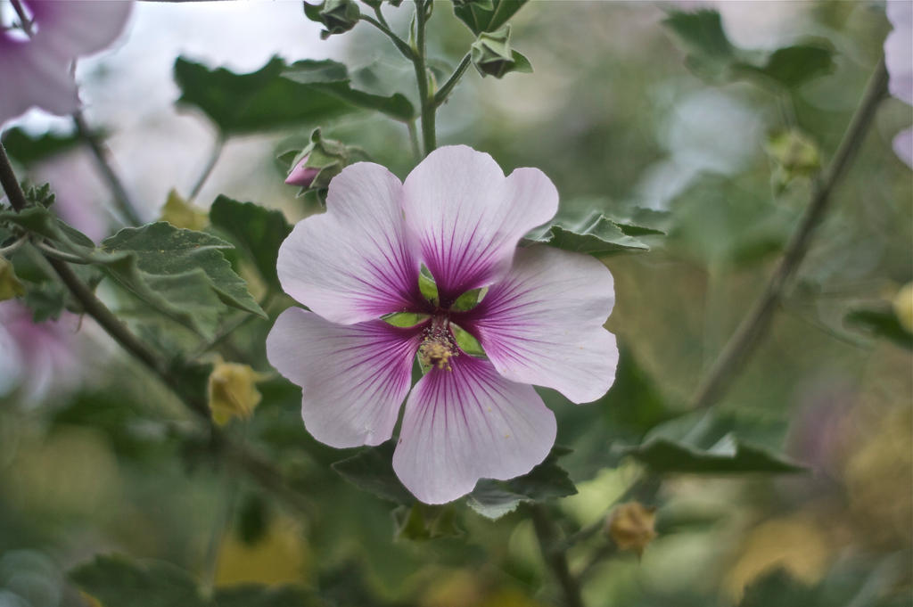 Conejo Valley Botanic Garden 7 by thzinc