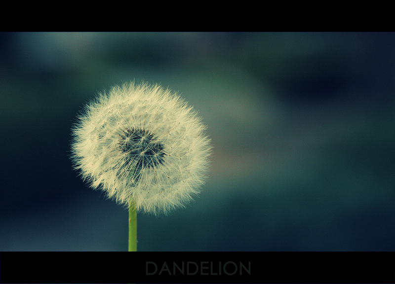 Dandelion