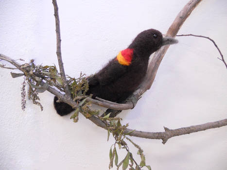 Red-Wing Black Bird