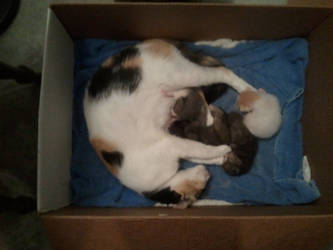 Patches' babies