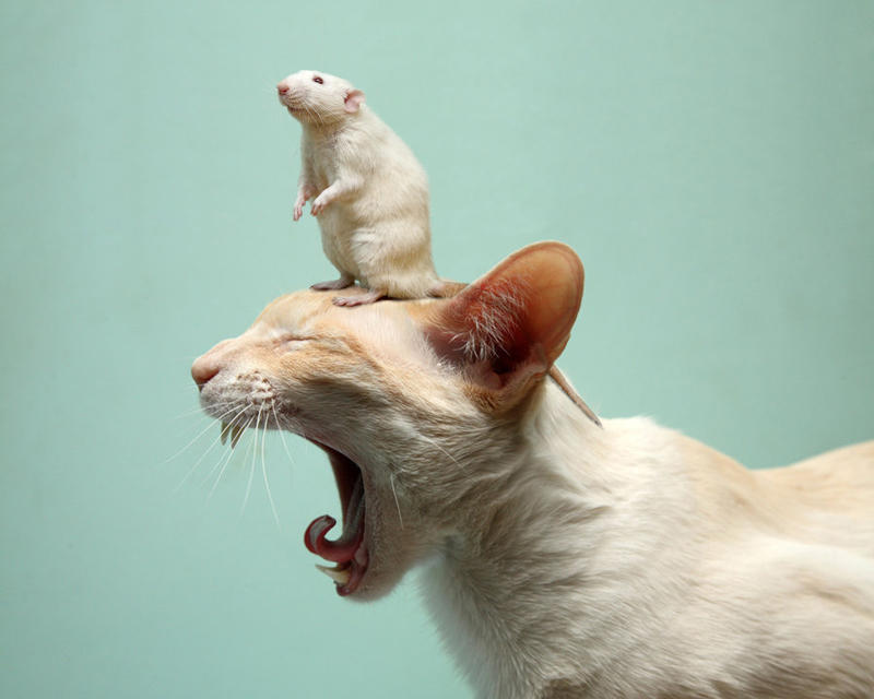 Rat on Cat by danfantom on DeviantArt