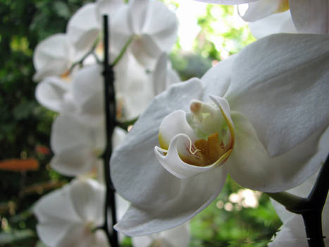 Orchids - 1