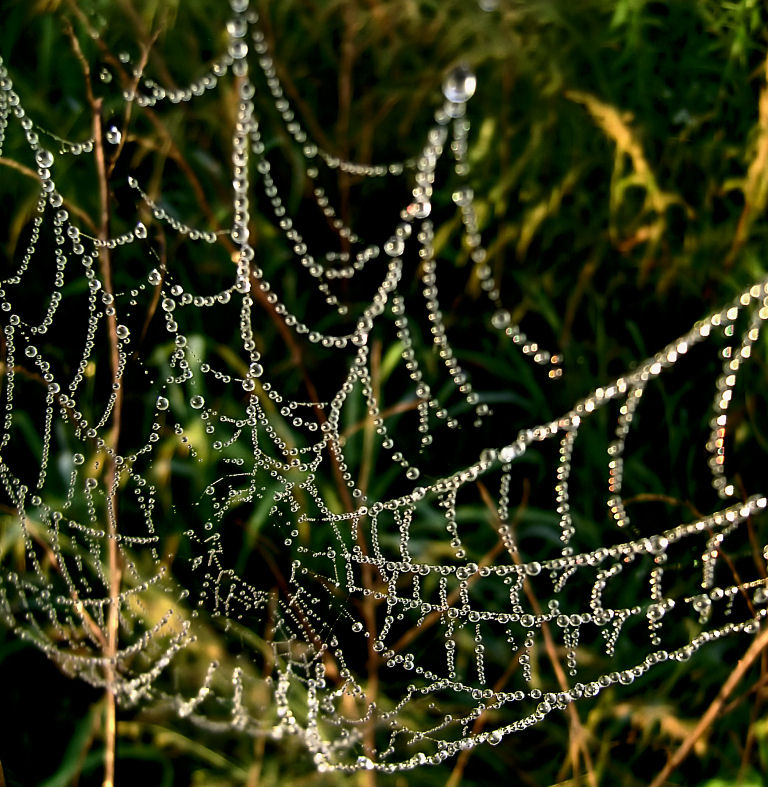 Morning Dew 1