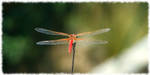 Red Dragonfly by gironzalon