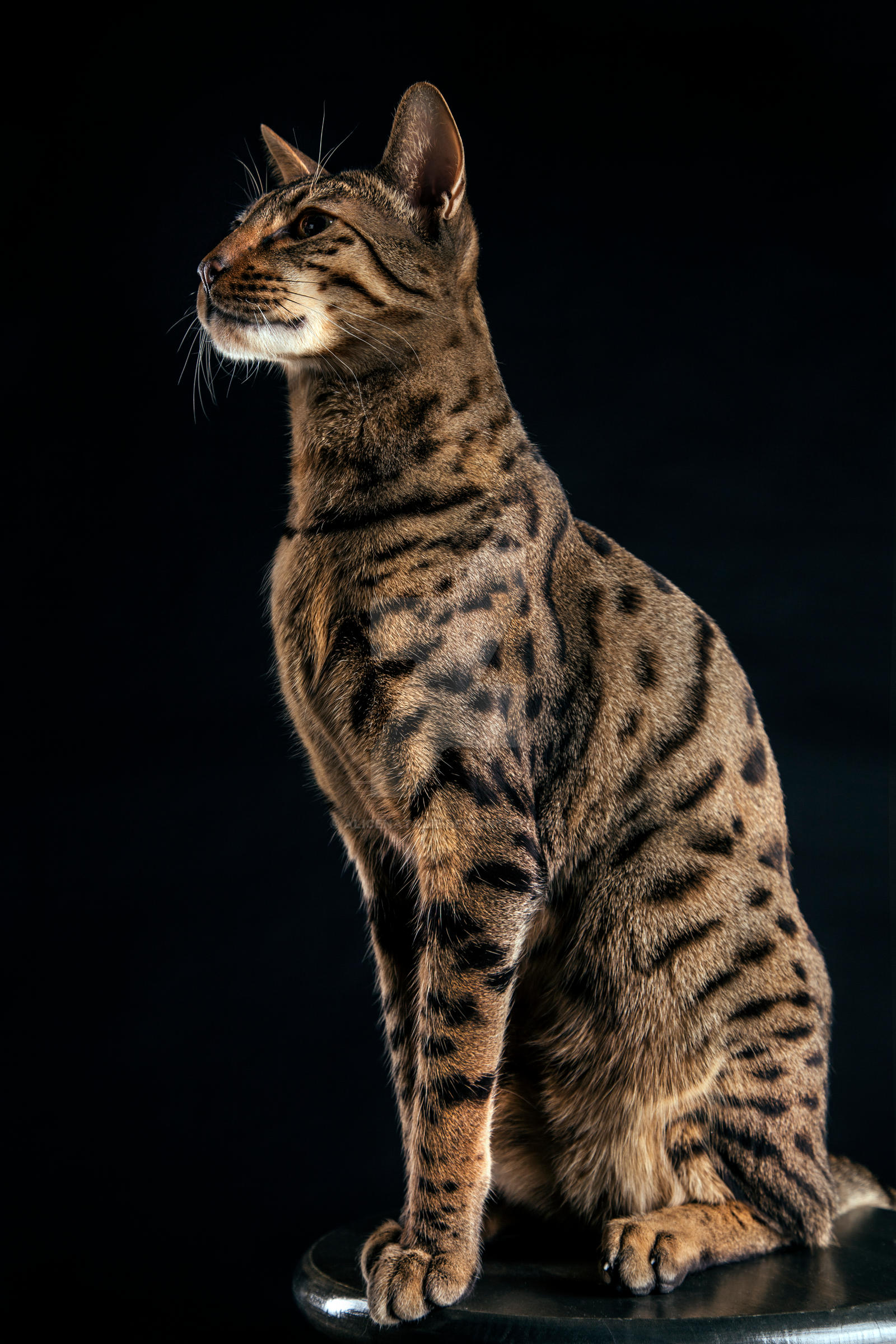 savannah cat pose by AliceNatalie on DeviantArt