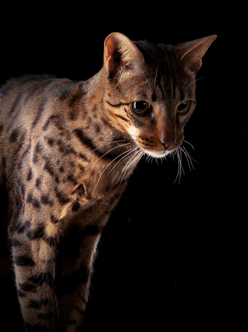 Savannah cat in the dark by AliceNatalie on DeviantArt