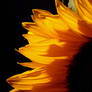 Sunflower... 4