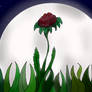 Rose in the moonlight