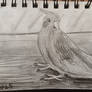 My cute parrot! 2