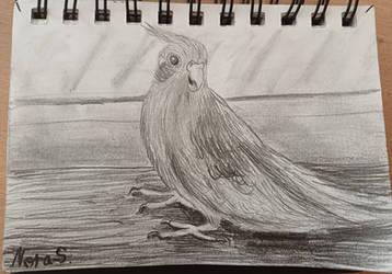 My cute parrot! 2