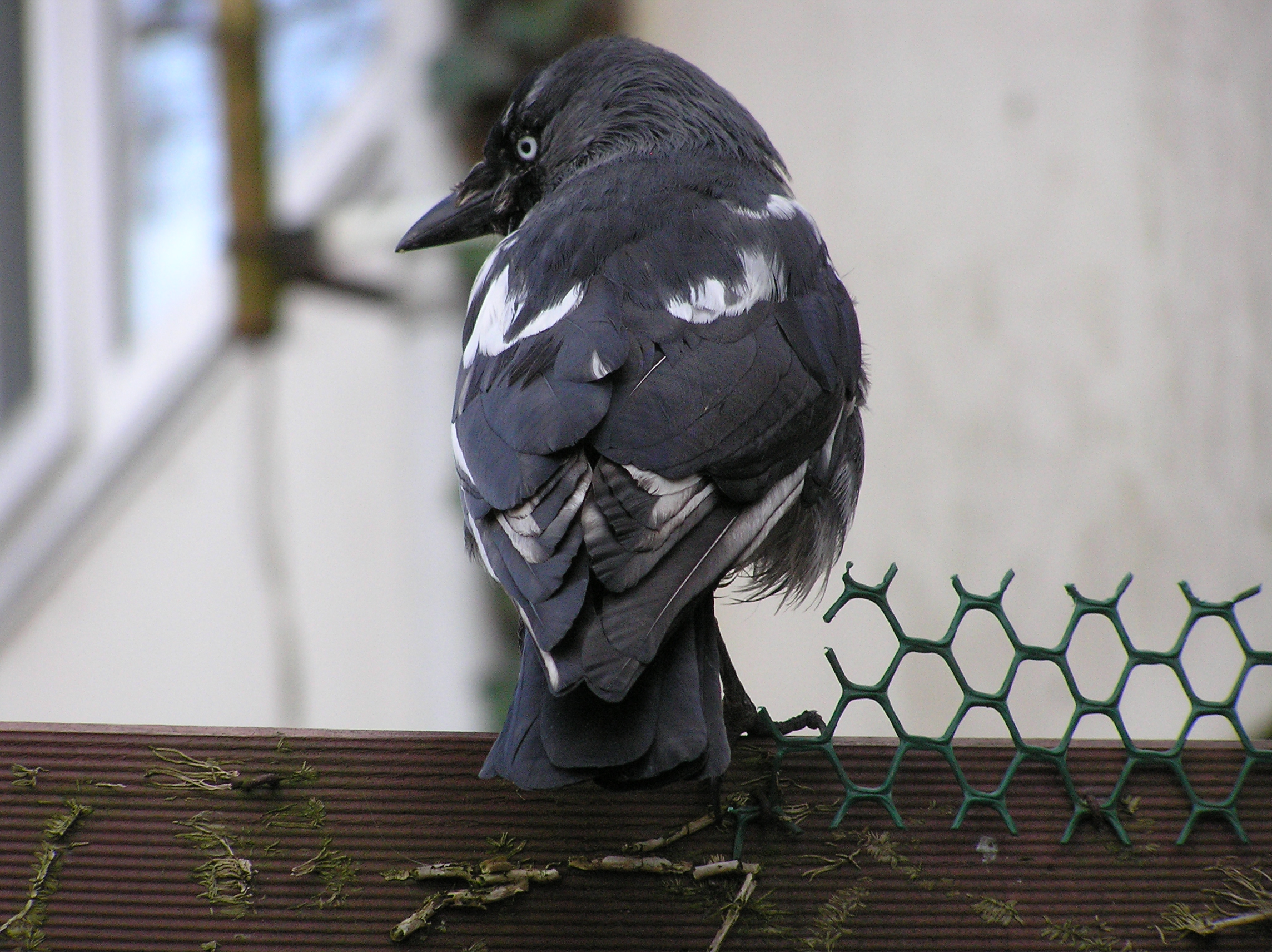 Miscolor jackdaw ( dutch - kauw ) 3