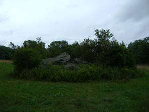 Rock, Tree + Fern arrangement