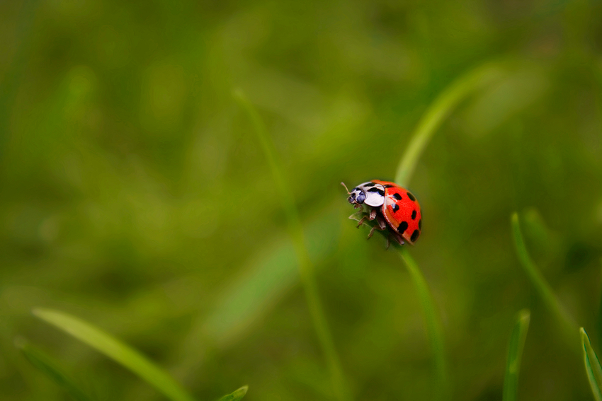 ladybug