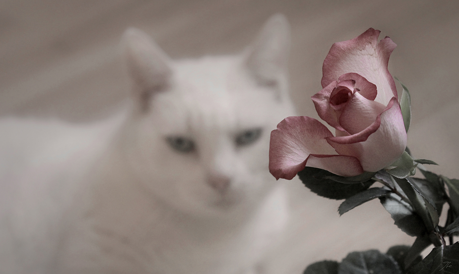 A rose. A cat.