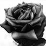 Black Rose