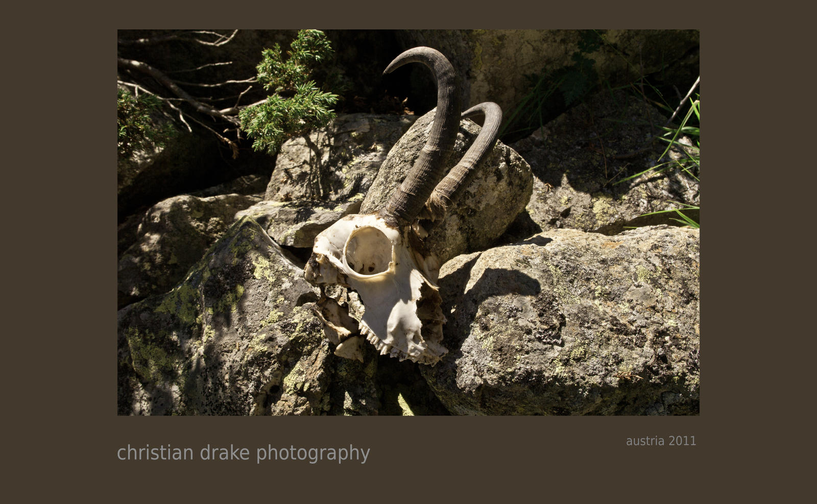 chamois skull