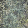 Lichen Texture