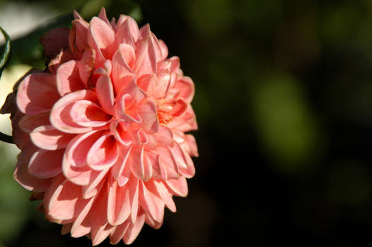 Pink flower