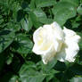 White rose