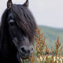 Hoess - Old  Icelandic Horse Stallion 05