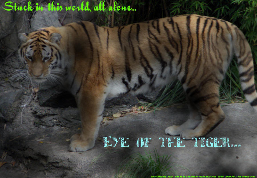 Eye of the tiger