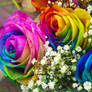 Rainbow Rose 2