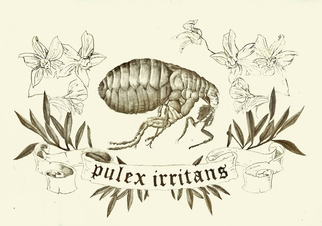 Flea Tattoo Design by ThisIsFilthy on DeviantArt