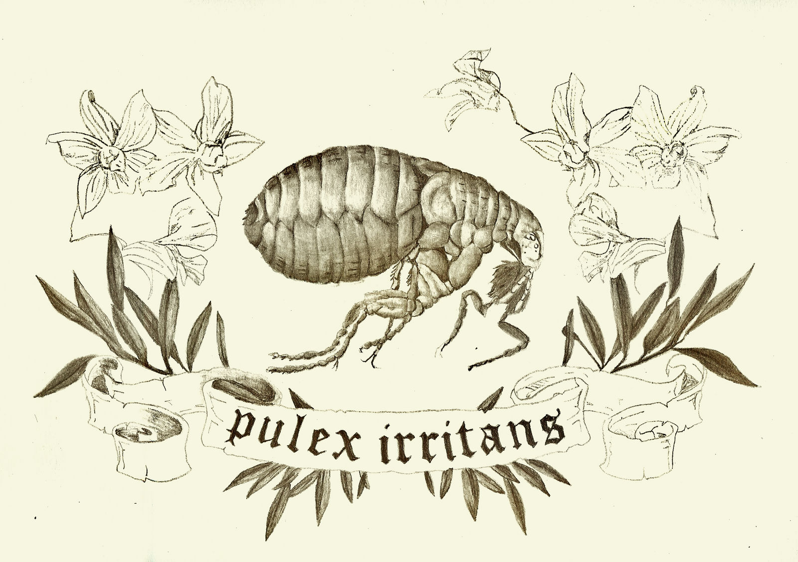 Flea Tattoo Design by ThisIsFilthy on DeviantArt