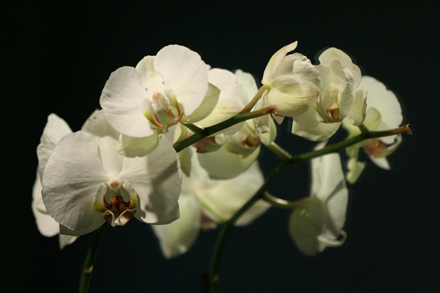 White Orchid