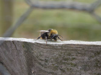 Bee Macro (Up close)