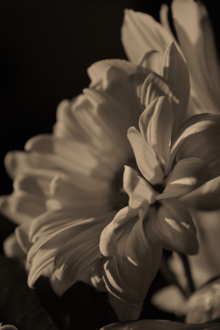 Sepia Petals