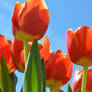 Tulips to the Sky