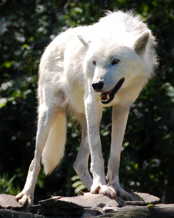 White Wolf