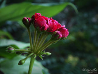 Red Flower